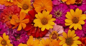 Tintes Naturales de Extractos de Flores con características positivas que retardan los procesos de envejecimiento.