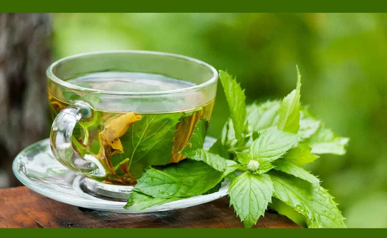 Catequinas de té verde para mejorar la salud y la belleza