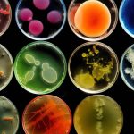 Nueva Producción de Pigmentos por Microorganismos.